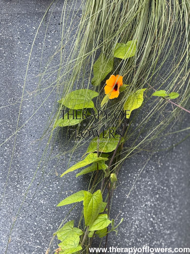 Thunbergia alata African Sunset Mix | Black-eyed Susan therapyofflowers.com