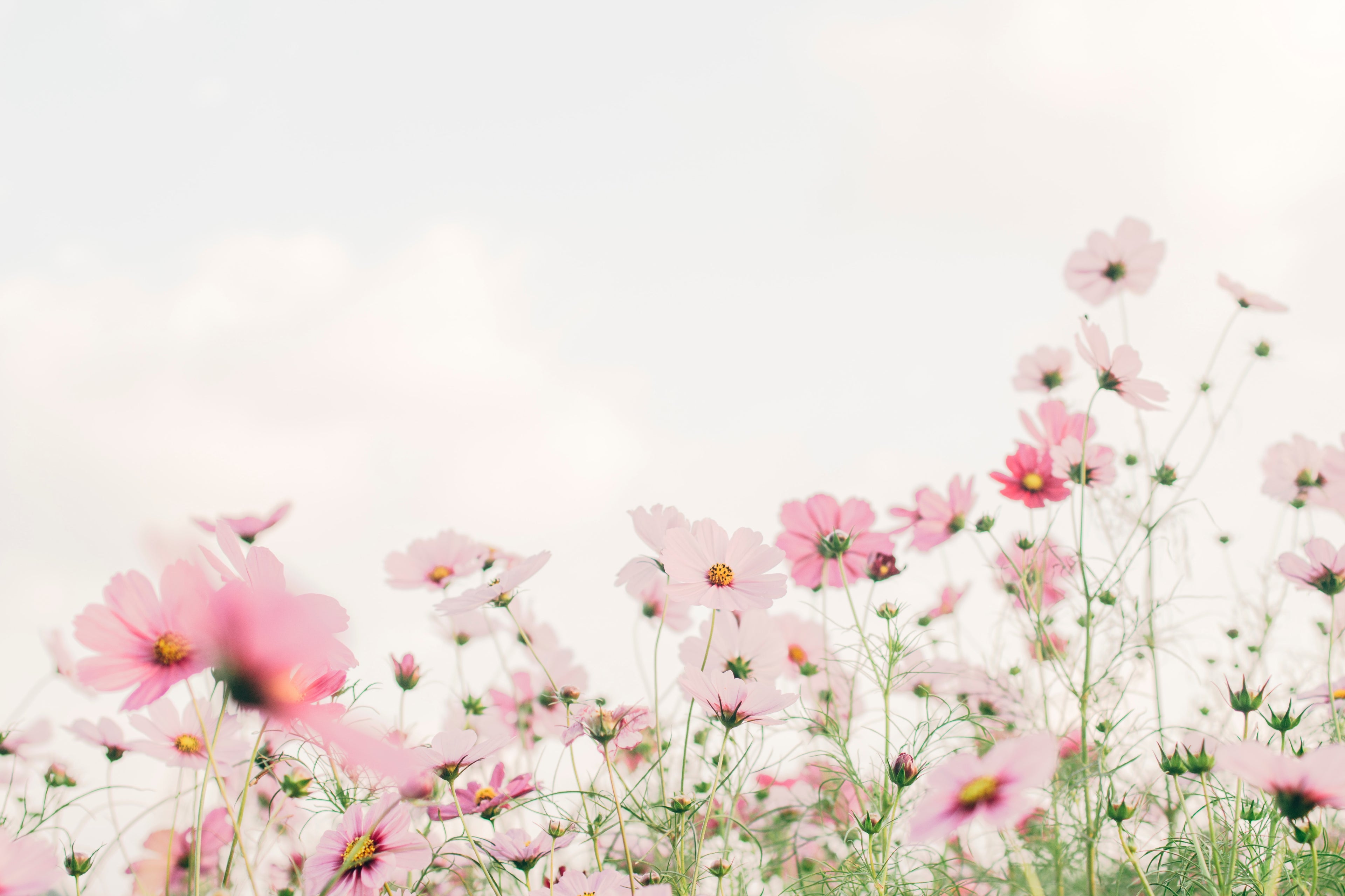 Cosmos flowers  Therapy of flowers