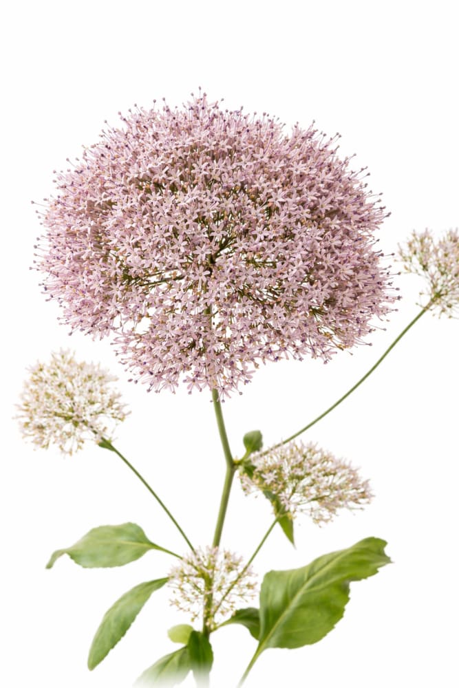 Trachelium caeruleum Corine Misty Blue | Throatwort - 20 seeds / Soft violet-blue - Seeds