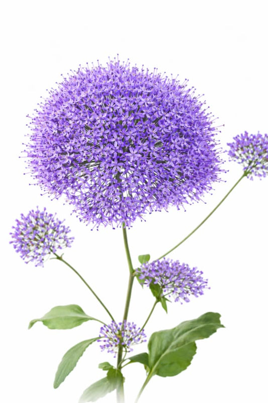 Trachelium caeruleum Supreme Early Blue | Throatwort - 20 seeds / Violet-blue - Seeds