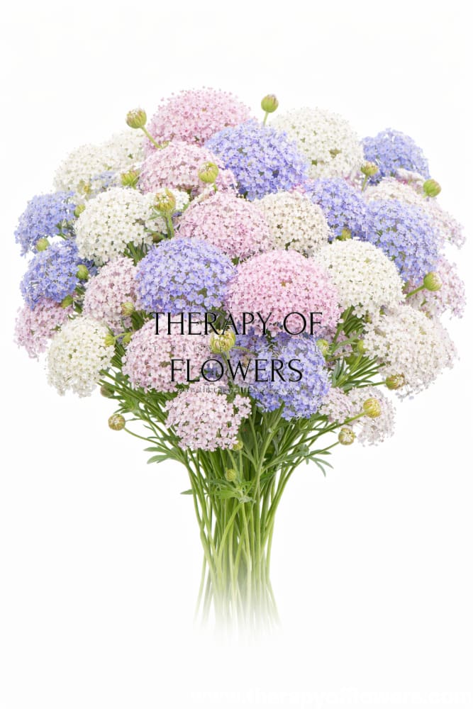 Trachymene coerulea Mixed | Lace Flower | Didiscus therapyofflowers.com