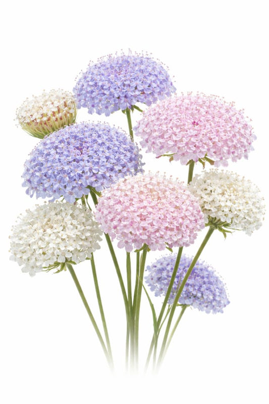 Trachymene coerulea Mixed | Lace Flower | Didiscus therapyofflowers.com