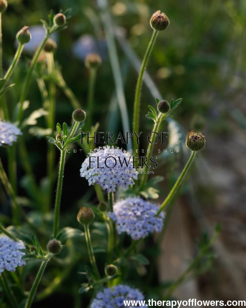 Didiscus caeruleus Lace Blue | Lace Flower - 50 seeds / 50 cm - seeds