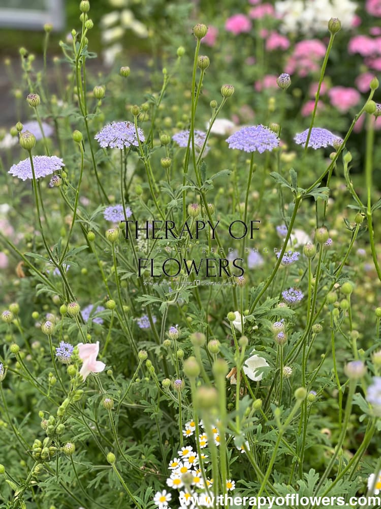 Didiscus caeruleus Lace Blue | Lace Flower - 50 seeds / 50 cm - seeds