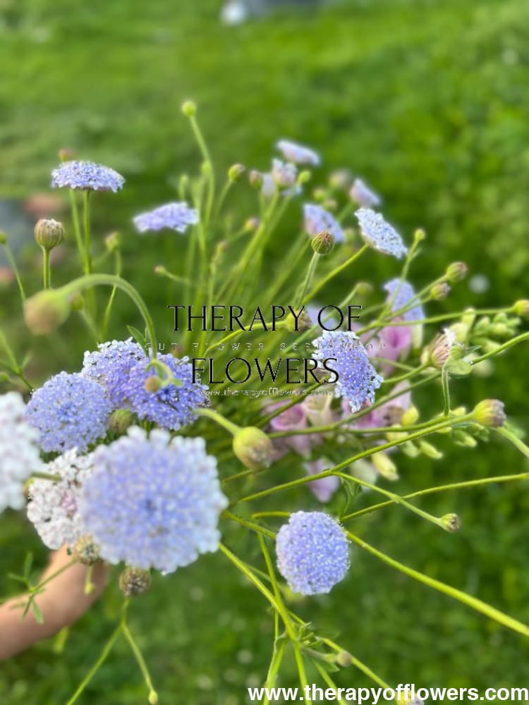 lace flower seeds Trachymene coerulea 'Lavender Blue' Seeds