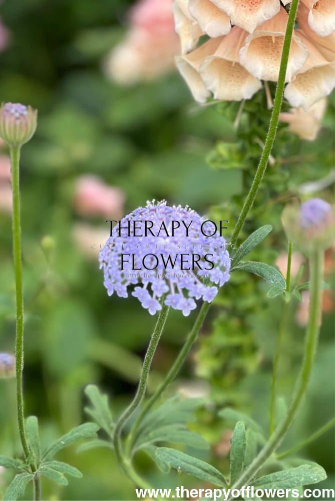 lacy lavender blue didiscus seed Trachymene coerulea 'Lavender Blue' Seeds