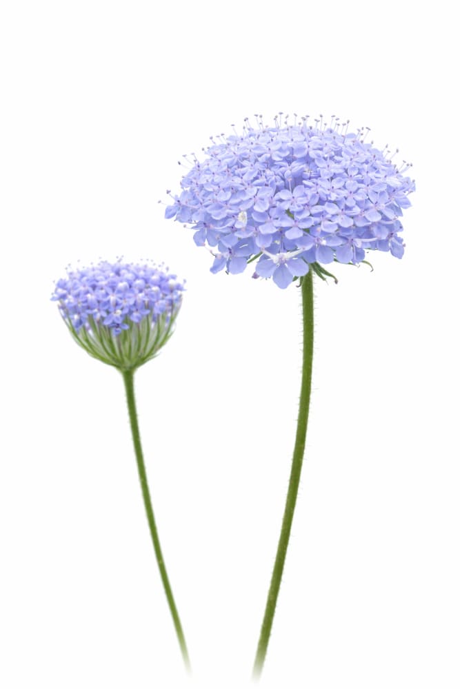 Didiscus caeruleus Lace Blue | Lace Flower - 50 seeds / 50 cm - seeds