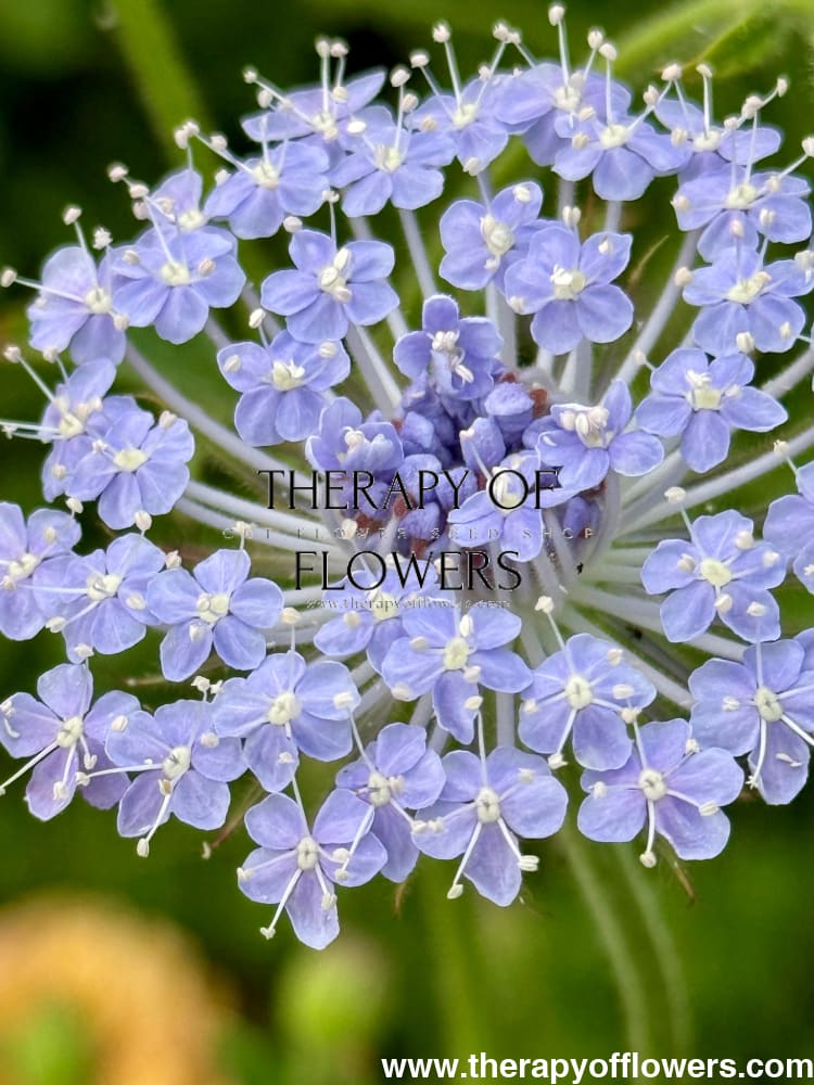 Didiscus caeruleus Lace Blue | Lace Flower therapyofflowers.com