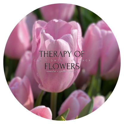 Triumph Tulip Mistress therapyofflowers.com