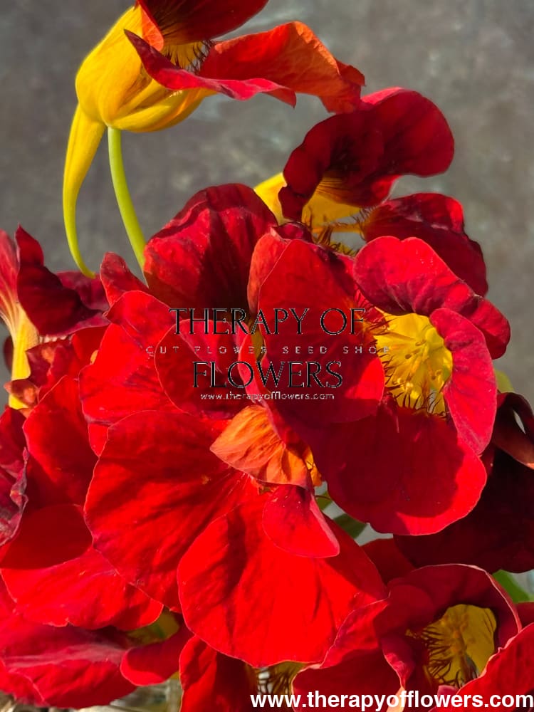 black velvet flower seeds Tropaeolum majus Black Velvet – Striking Dark Nasturtium for Gardens and Containers – therapyofflowers.com