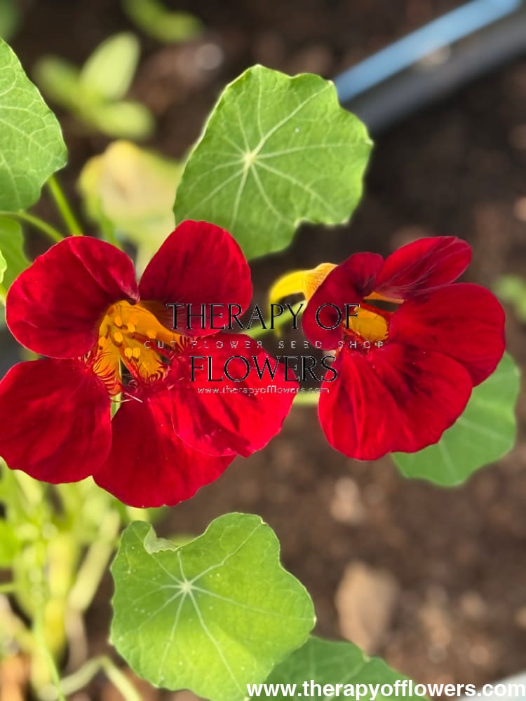 black velvet flower seeds Tropaeolum majus Black Velvet – Striking Dark Nasturtium for Gardens and Containers – therapyofflowers.com