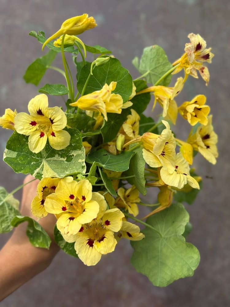 Tropaeolum majus Cream Troika | Nasturtium therapyofflowers.com