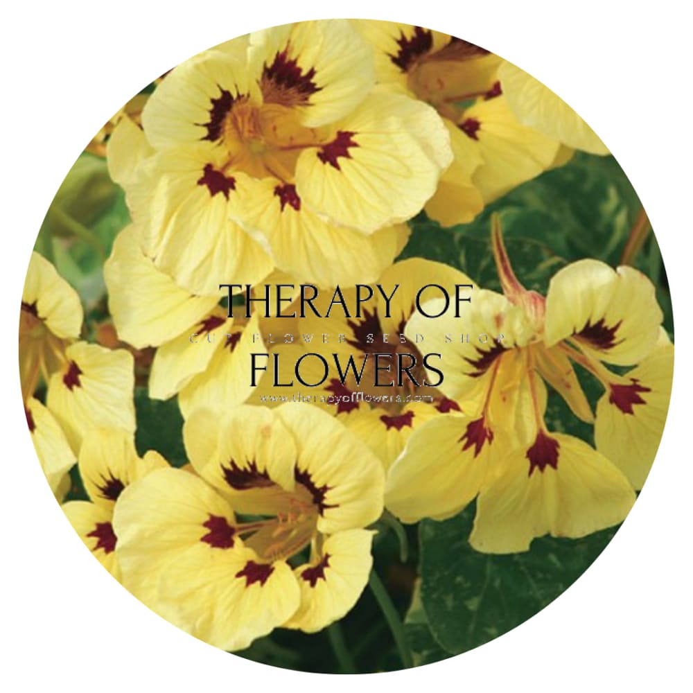 Tropaeolum majus Cream Troika therapyofflowers.com