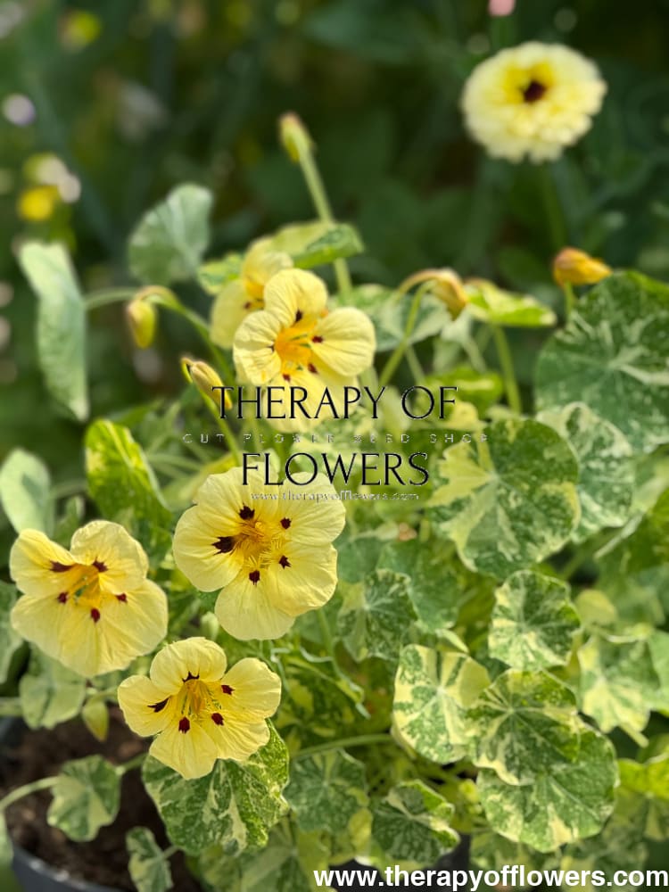 Tropaeolum majus Cream Troika therapyofflowers.com