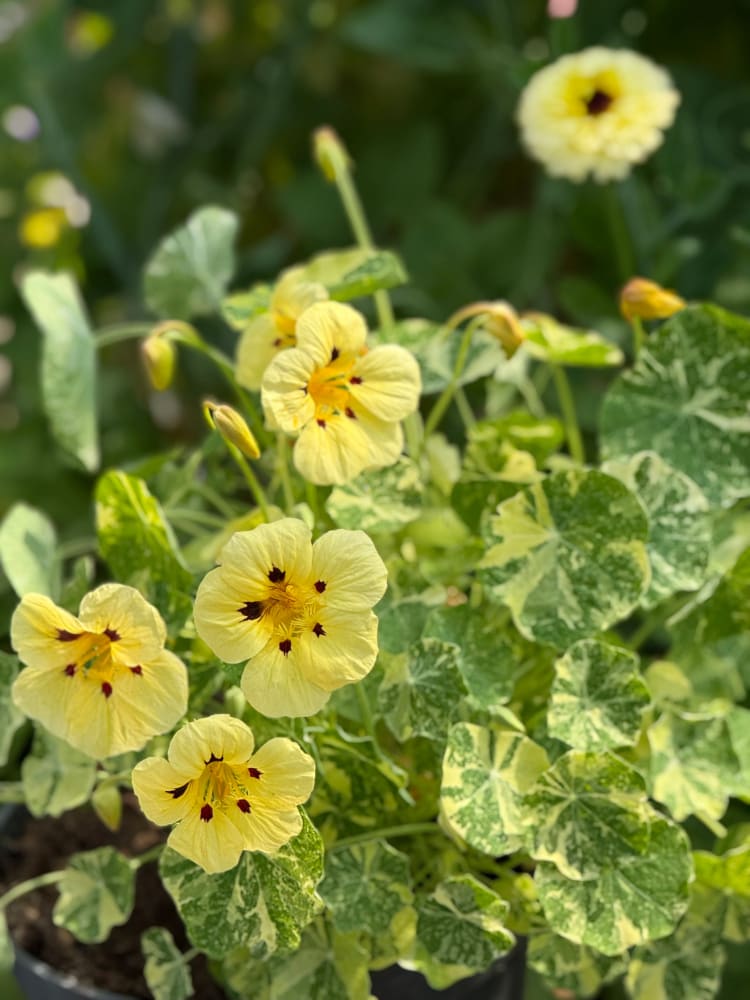 Tropaeolum majus Cream Troika therapyofflowers.com