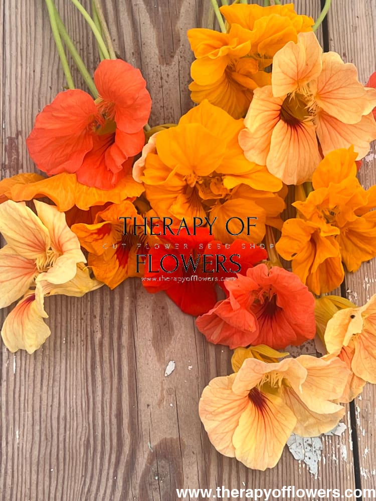 Tropaeolum majus edible Flower mix bunch therapyofflowers.com
