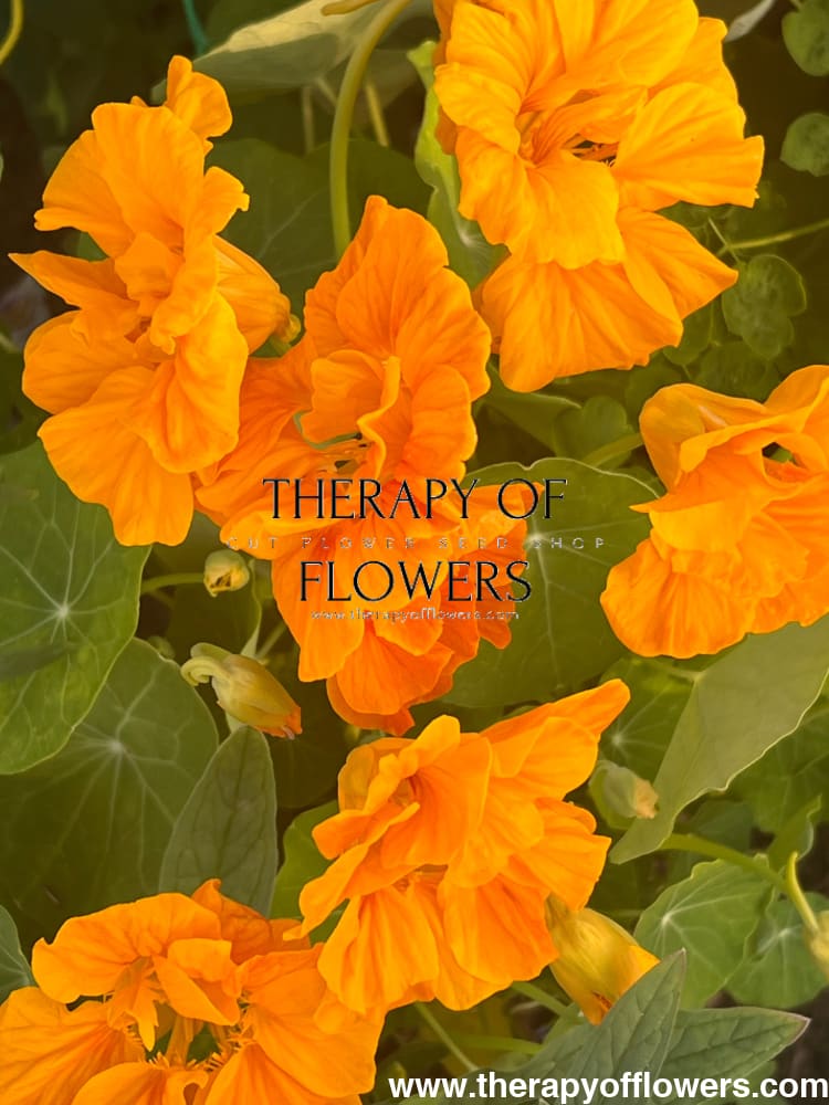 Tropaeolum majus edible Flower mix bunch therapyofflowers.com