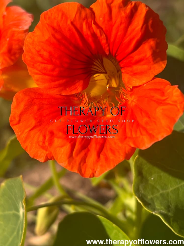 Tropaeolum majus edible Flower mix bunch therapyofflowers.com