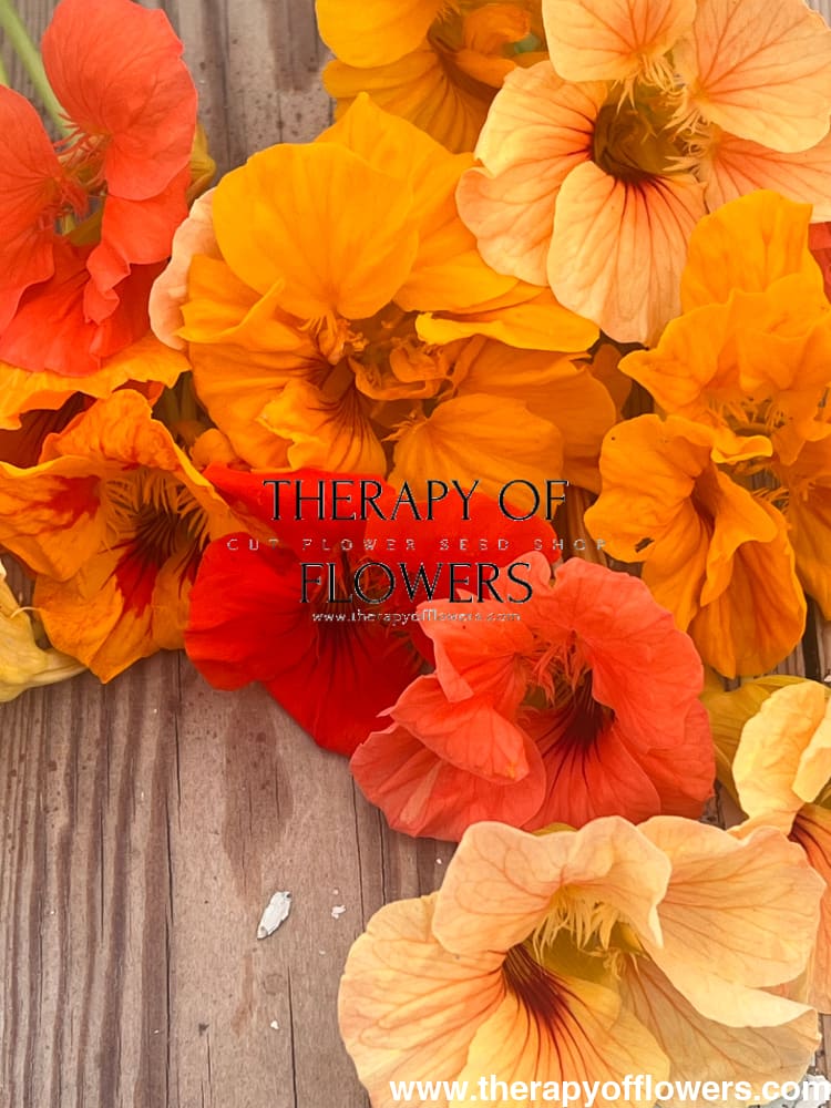 Tropaeolum majus edible Flower mix bunch therapyofflowers.com