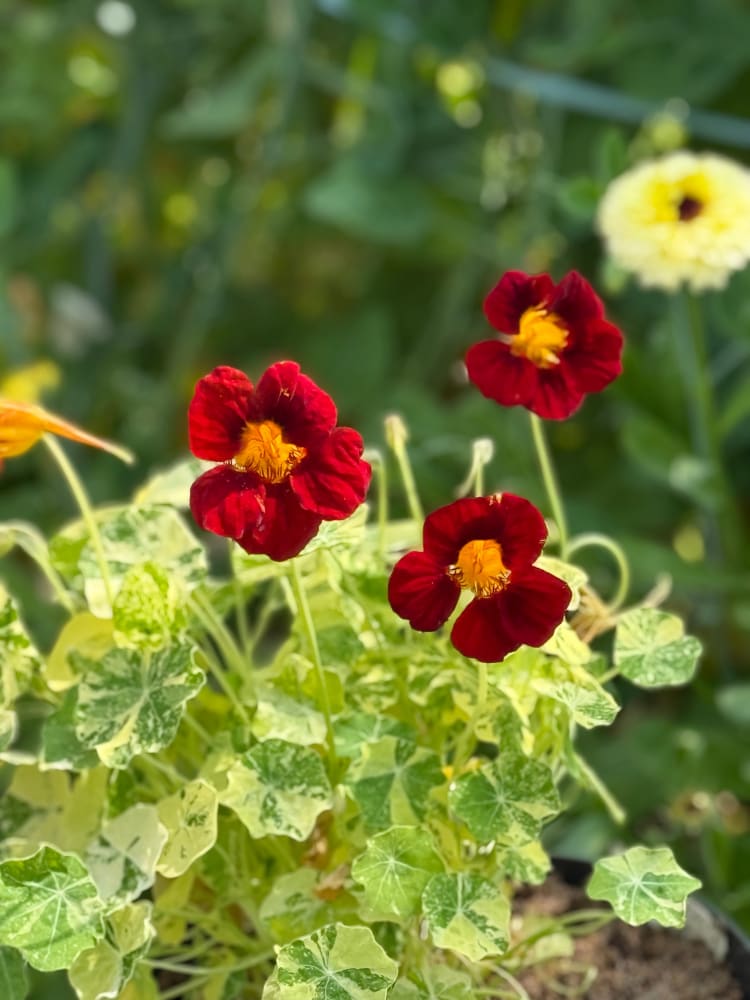 Tropaeolum majus Velvet Troika therapyofflowers.com