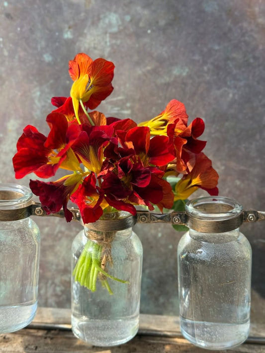 Tropaeolum majus Velvet Troika | Nasturtium therapyofflowers.com