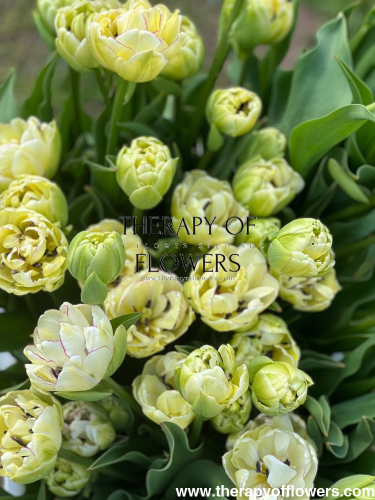 Tulip Belicia | Double Early Tulip therapyofflowers.com