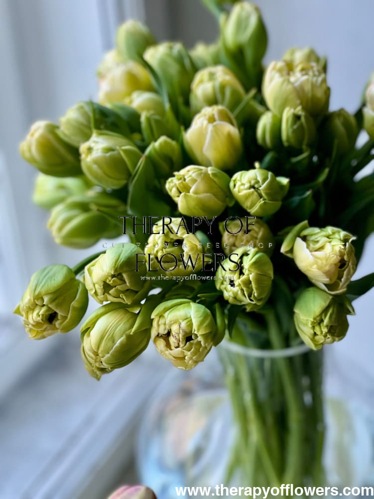 Tulip Belicia | Double Early Tulip therapyofflowers.com