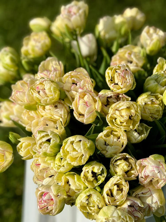 Tulip Belicia | Double Early Tulip therapyofflowers.com