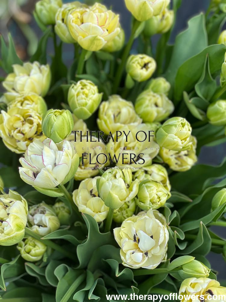 Tulip Belicia | Double Early Tulip therapyofflowers.com