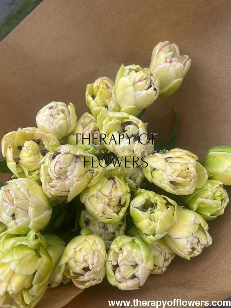 Tulip Belicia therapyofflowers.com