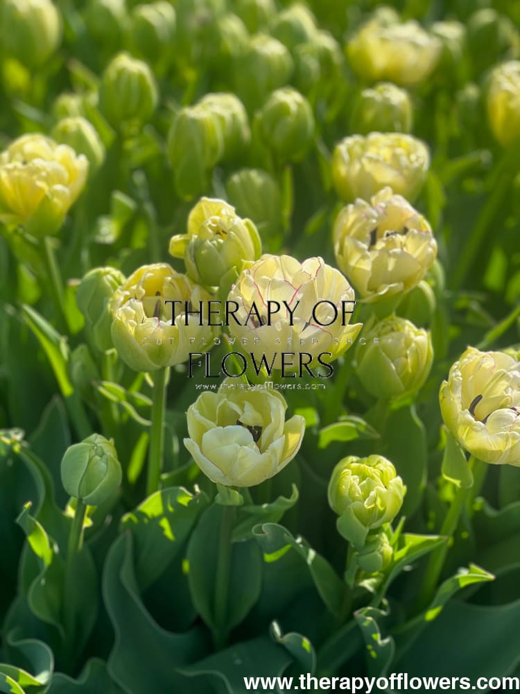 Tulip Belicia | Double Early Tulip therapyofflowers.com