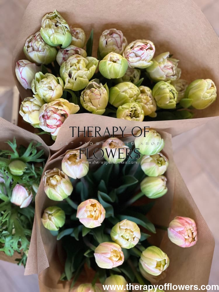 Tulip Belicia therapyofflowers.com