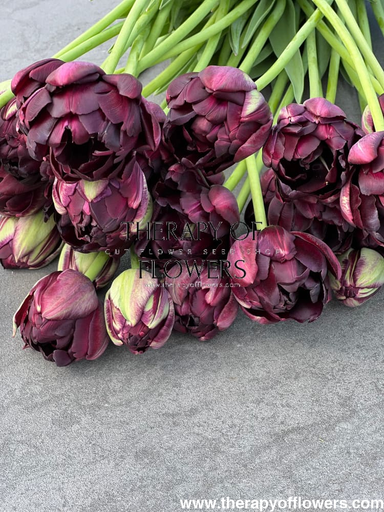 Tulip Black Hero | Late Double Tulip therapyofflowers.com