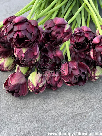 Tulip Black Hero | Late Double Tulip therapyofflowers.com