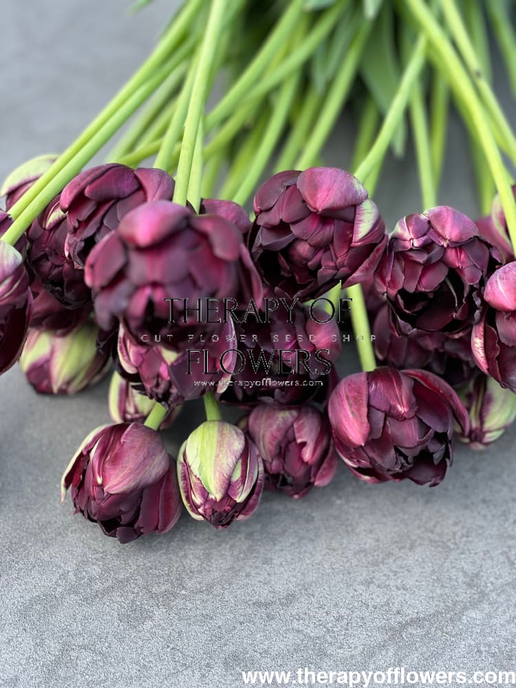 Tulip Black Hero | Late Double Tulip therapyofflowers.com