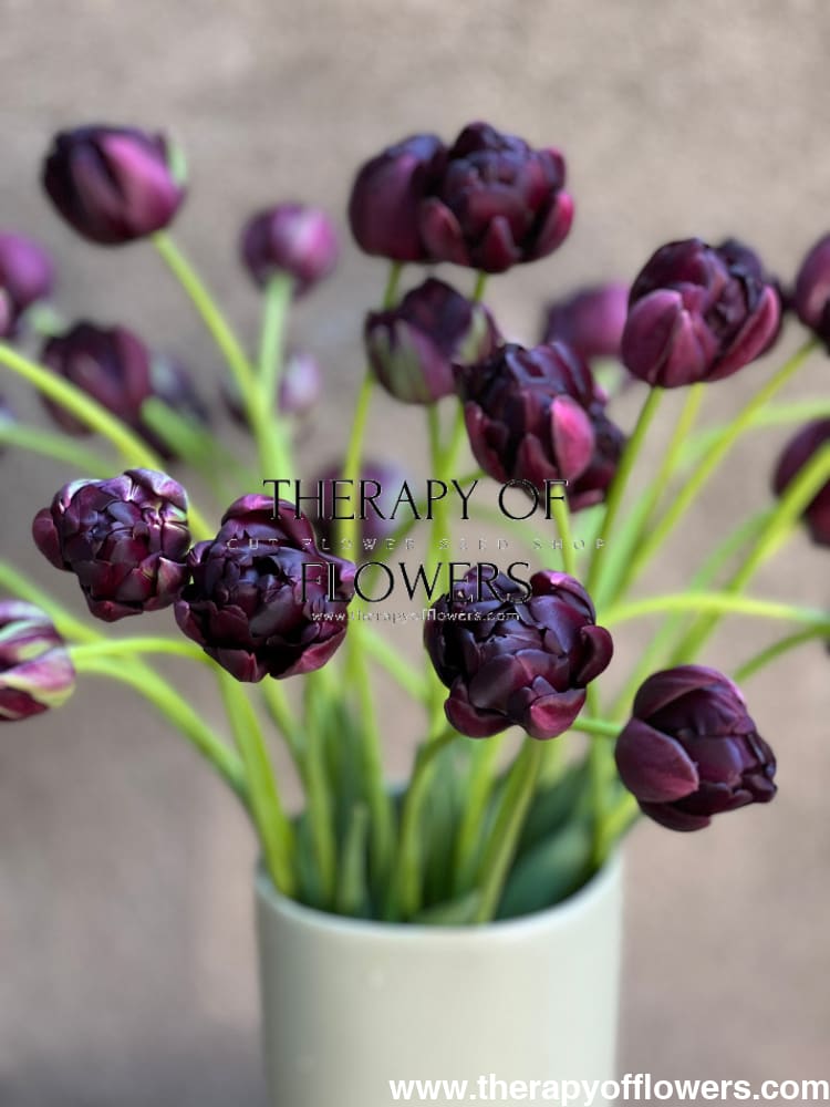 Tulip Black Hero | Late Double Tulip therapyofflowers.com