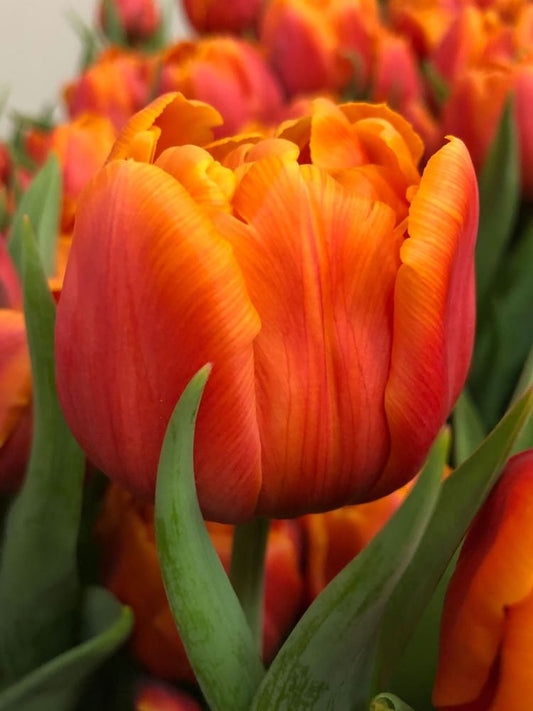 Tulip Caracas | Double Early Tulip therapyofflowers.com