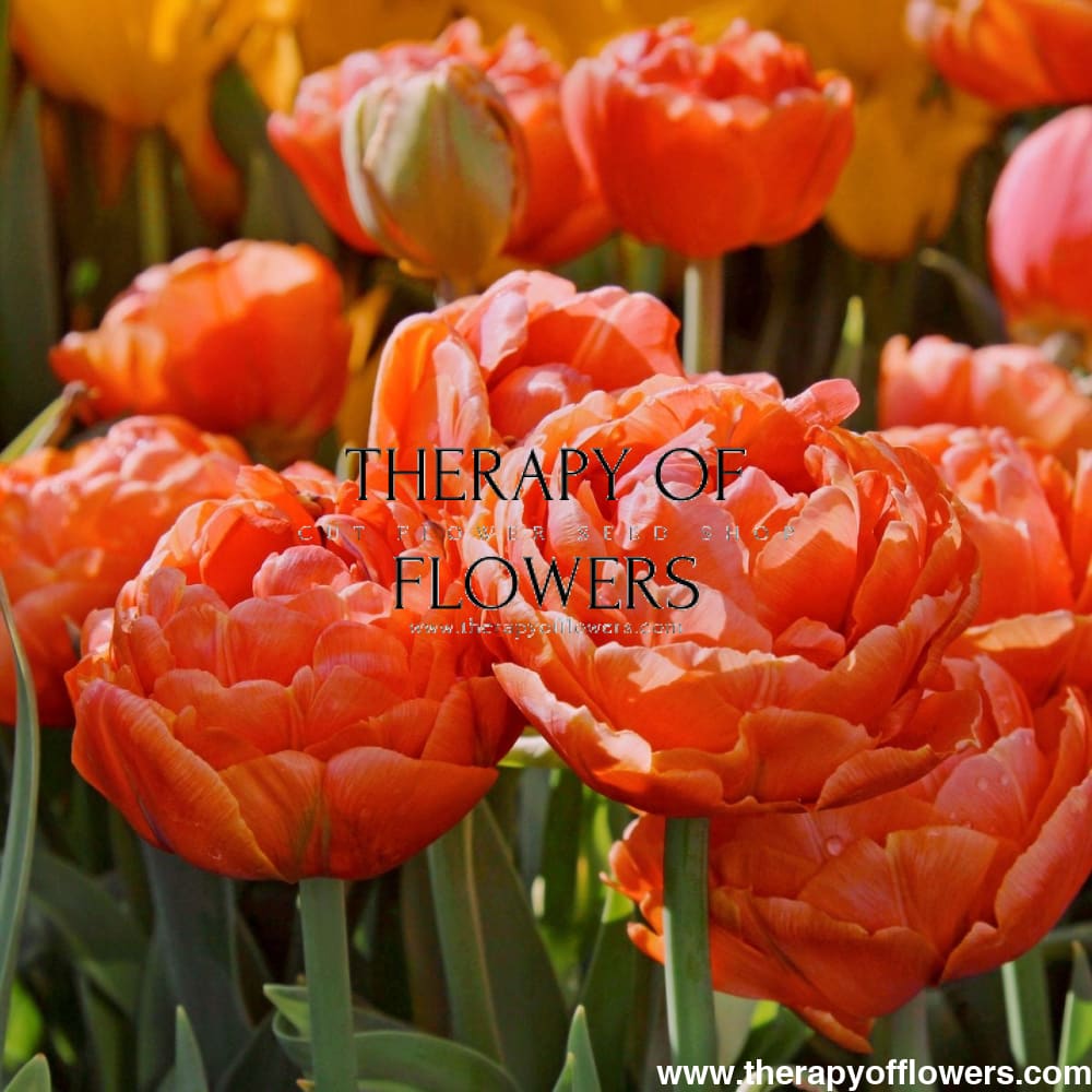 Tulip 'Caracas' | Vibrant Double Early Orange Tulip Bulbs for