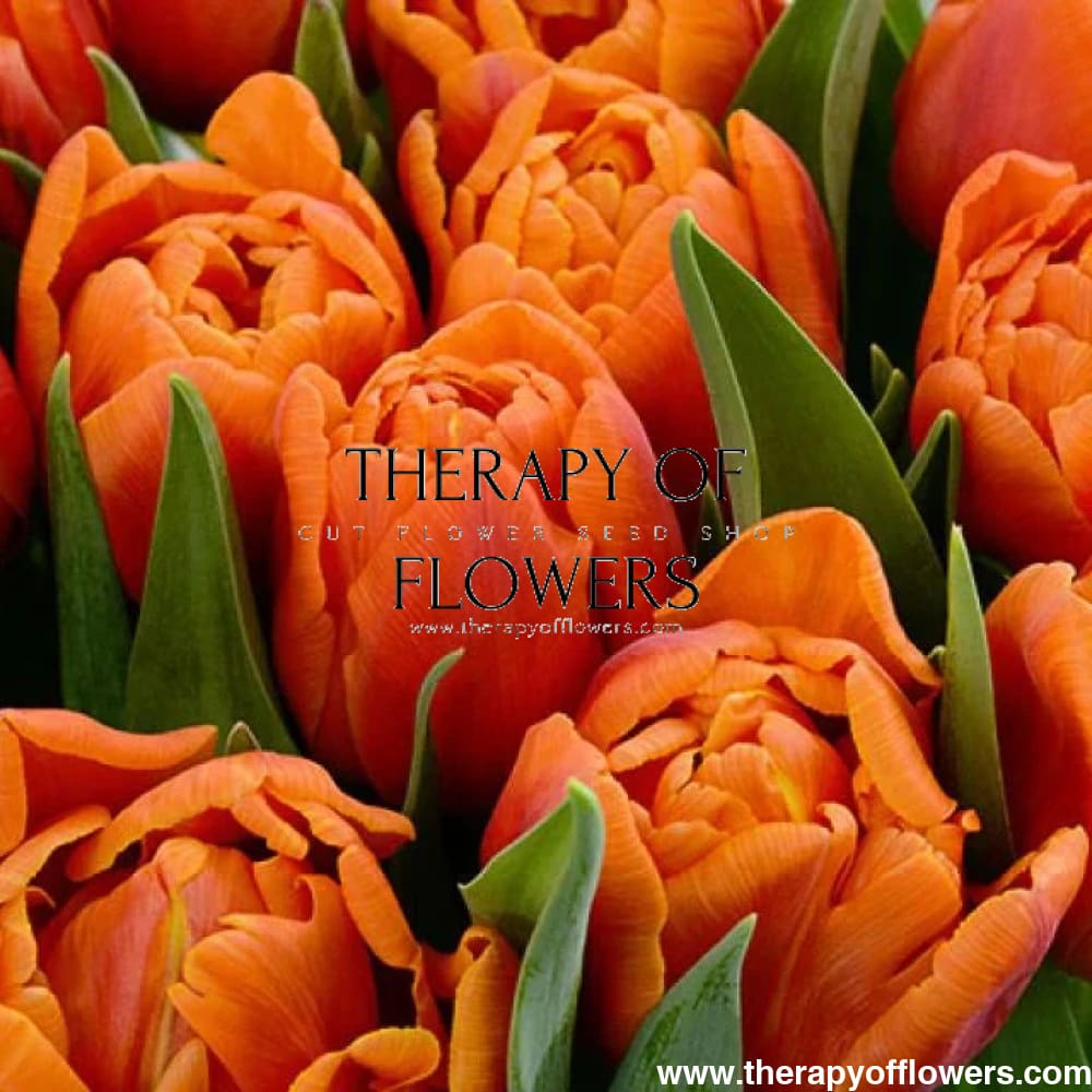 Tulip 'Caracas' | Vibrant Double Early Orange Tulip Bulbs for