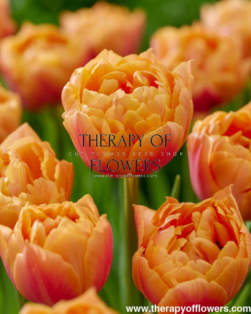 Tulip Caracas | Double Early Tulip therapyofflowers.com