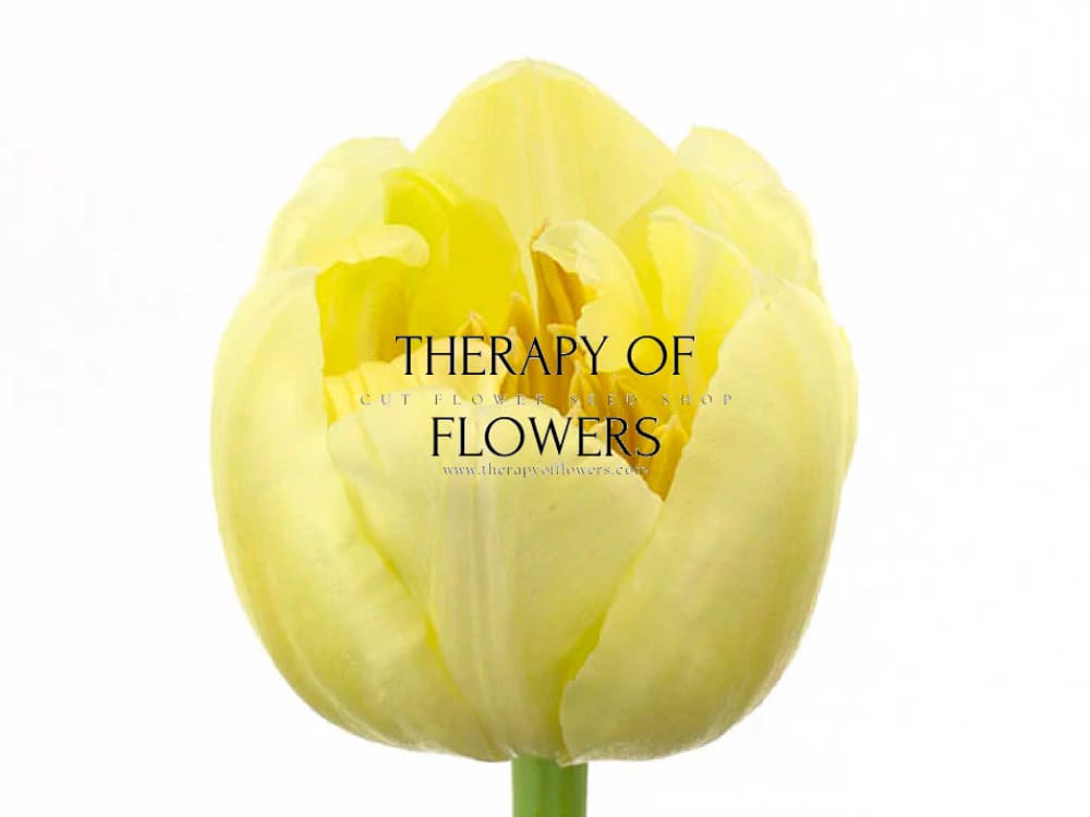 Tulip Casablanca | Fragrant Double Late Tulip therapyofflowers.com