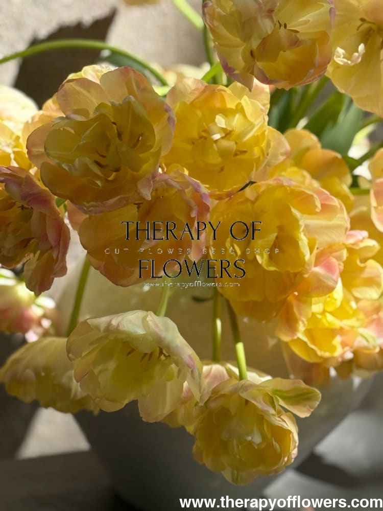 Tulip Creme Upstar | Fragrant Double Late Tulip therapyofflowers.com