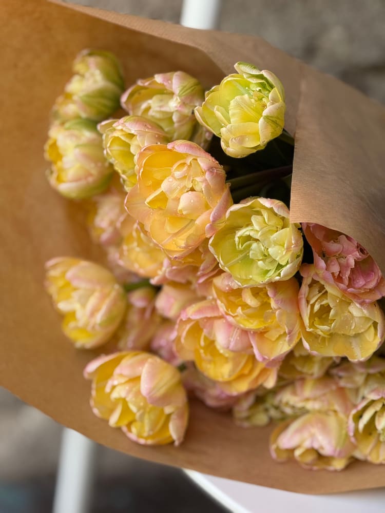 Tulip Creme Upstar | Fragrant Double Late Tulip therapyofflowers.com