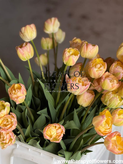Tulip Creme Upstar | Fragrant Double Late Tulip therapyofflowers.com