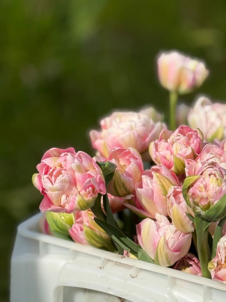 Tulip Finola therapyofflowers.com