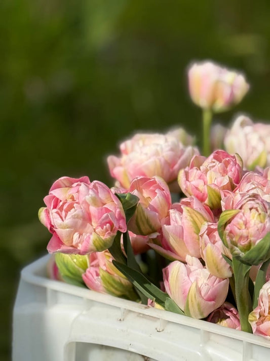 Tulip Finola therapyofflowers.com