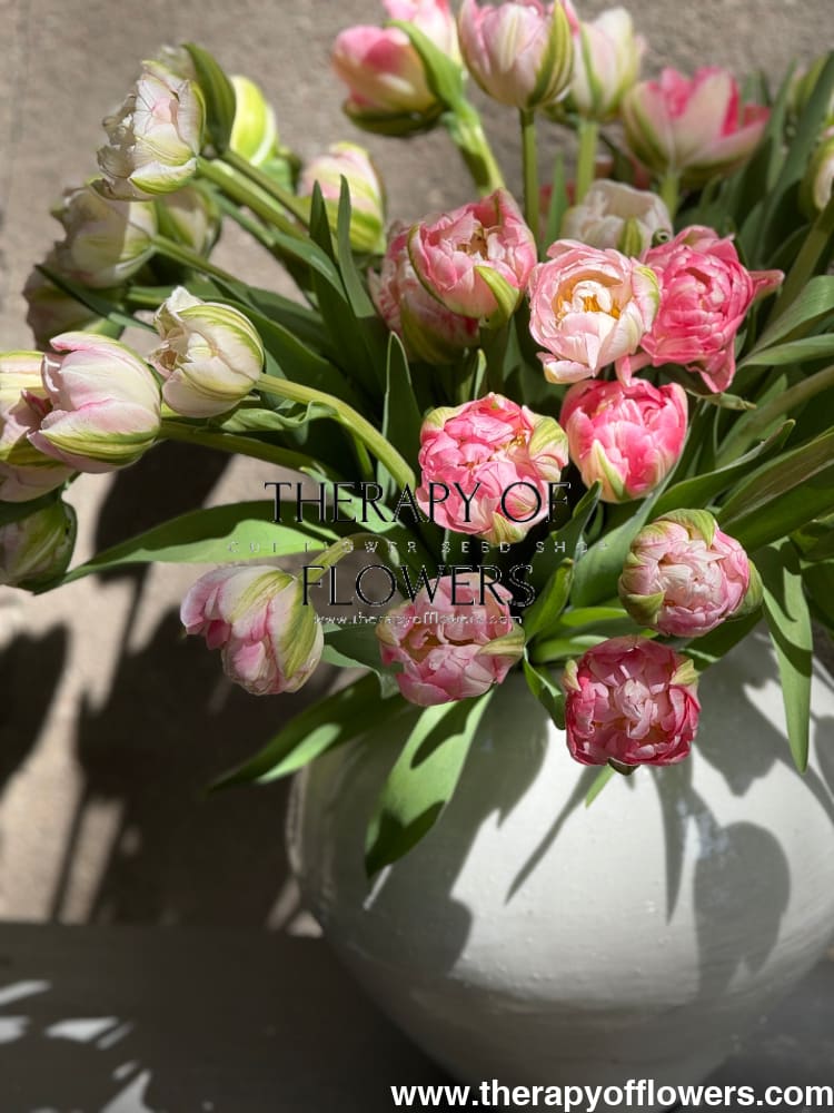 Tulip Finola therapyofflowers.com