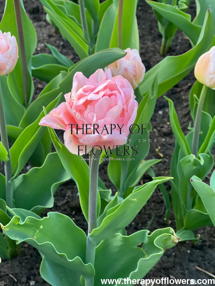 Tulip Foxtrot | Double Early Tulip therapyofflowers.com