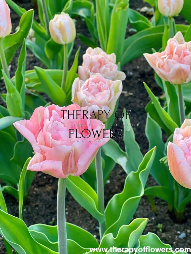 Tulip Foxtrot | Double Early Tulip therapyofflowers.com