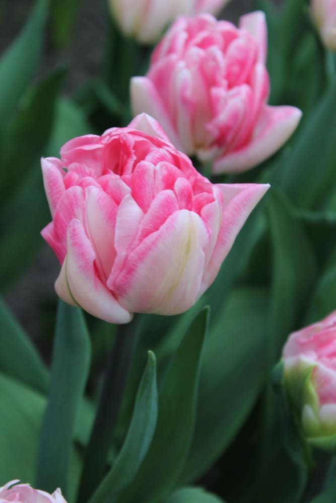 Tulip Foxy Foxtrot | Double Early Tulip therapyofflowers.com